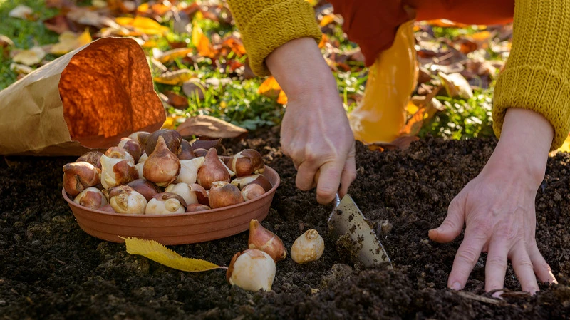 Die Farbenpracht für das kommende Jahr wird im Herbst eingpflanzt Pflanzenzwiebeln werden von Hand eingegraben
