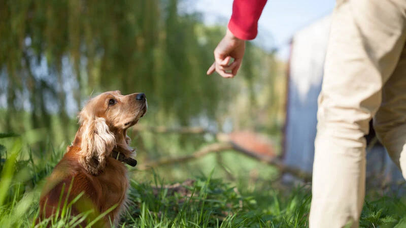 Hundeerziehung Wels | Kommando Rotbrauner Cocker Spaniel sitzt im grünen Gras und schaut aufmerksam nach oben zur ausgestreckten Hand, die einen Trainingsbefehl gibt. Natürliche Gartenumgebung mit unscharfem Hintergrund.