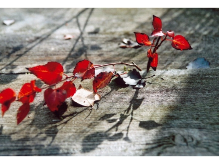 Galerie-Bild 3: Bestattung Lesiak aus Sankt Gilgen von Lesiak, Konrad