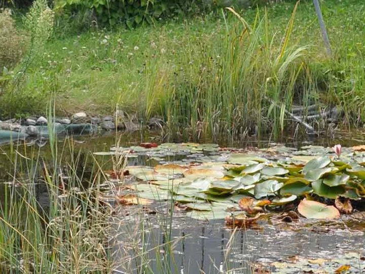 Galerie-Bild 1: Mag. Ruth Vejvar - aus Freistadt von Mag. Ruth Vejvar - J.Haunschmid KG, Steuerbüro - Wirtschaftstreuhänder