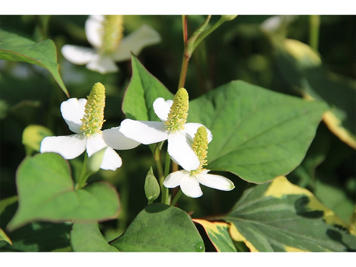 Galerie-Bild 1: Baumschule Haritsch aus Gratwein von Baumschule Haritsch