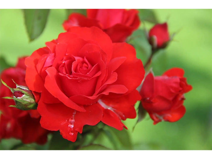 Galerie-Bild 3: Baumschule Haritsch aus Gratwein von Baumschule Haritsch