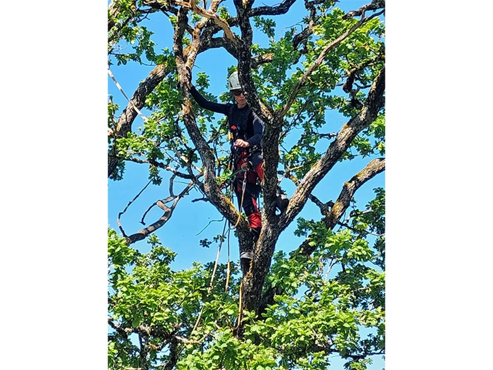 Galerie-Bild 1: Baumpflege Prem aus Sankt Johann in Tirol von Baumpflege Prem