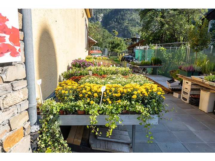 Galerie-Bild 3: Blumen Schlatter aus Zams von Blumen Schlatter