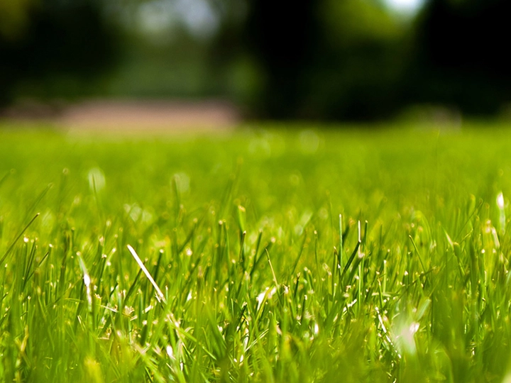 Galerie-Bild 1: Gartenservice aus Freiland von Aslan, Faruk, Gartenservice