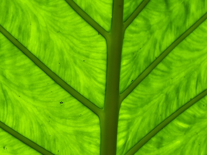 Galerie-Bild 2: Gartenservice aus Freiland von Aslan, Faruk, Gartenservice