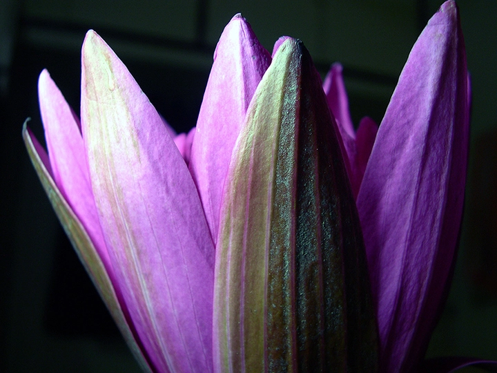 Galerie-Bild 1: Blumen Schlögl aus Loosdorf von Schlögl, Lukas, Blumenhandlung