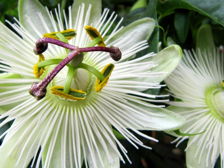 Galerie-Bild 2: Blumen Schlögl aus Loosdorf von Schlögl, Lukas, Blumenhandlung