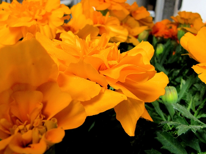 Galerie-Bild 3: Blumen Schlögl aus Loosdorf von Schlögl, Lukas, Blumenhandlung
