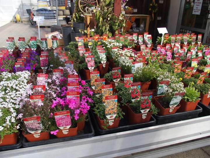 Galerie-Bild 2: Blumen Ressmann aus Oberwölz (Stadt) von Reßmann, Elke, Gärtnereien