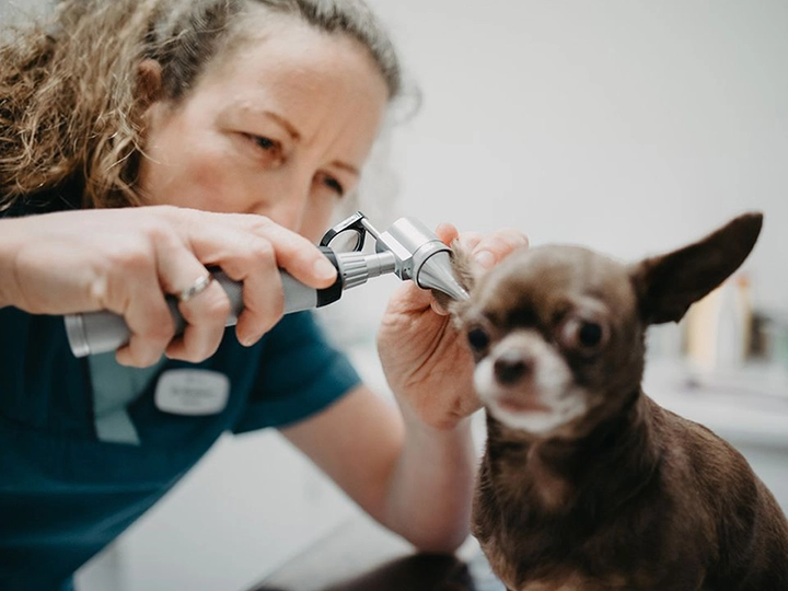 Galerie-Bild 2: Tiermedizinisches Zentrum von Fellbox Yvonne Lueger, Tierfriseur