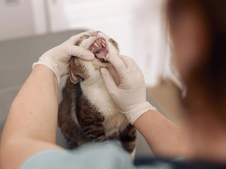 Galerie-Bild 3: Tiermedizinisches Zentrum von Fellbox Yvonne Lueger, Tierfriseur