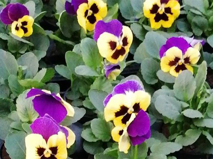 Galerie-Bild 2: Potzinger-Neubauer Gartenbau aus Halbenrain von Potzinger-Neubauer Gartenbau