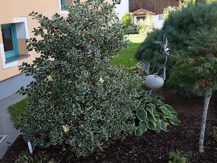 Galerie-Bild 2: Reinis Gartenservice aus Haslach an der Mühl von Reinis Gartenservice
