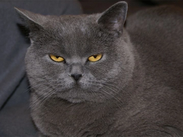 Galerie-Bild 4: Mag. Angelika Putzenbacher aus Andorf von Putzenbacher, Angelika, Mag.med.vet., Tierärzte