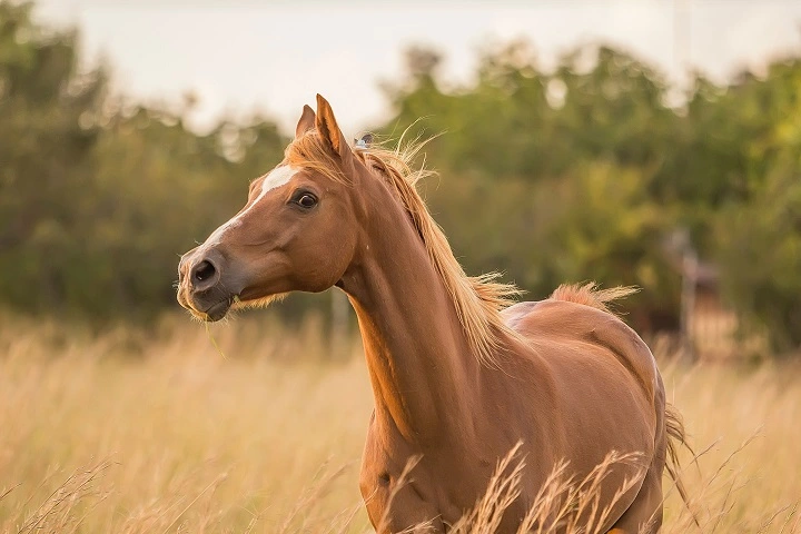 Galerie-Bild 2: Pferdepraxis HorseMed aus Schwechat von Pferdepraxis HorseMed, Tierärzte