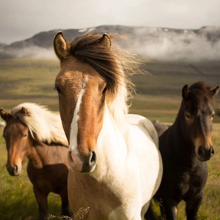 Galerie-Bild 3: Pferdepraxis HorseMed aus Schwechat von Pferdepraxis HorseMed, Tierärzte