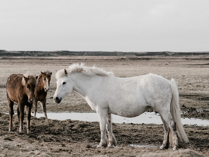 Galerie-Bild 1: Pferdepraxis HorseMed aus Schwechat von Pferdepraxis HorseMed, Tierärzte
