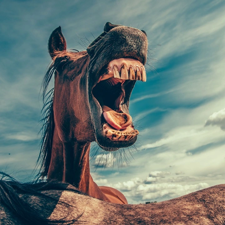 Galerie-Bild 2: Pferdepraxis HorseMed aus Schwechat von Pferdepraxis HorseMed, Tierärzte
