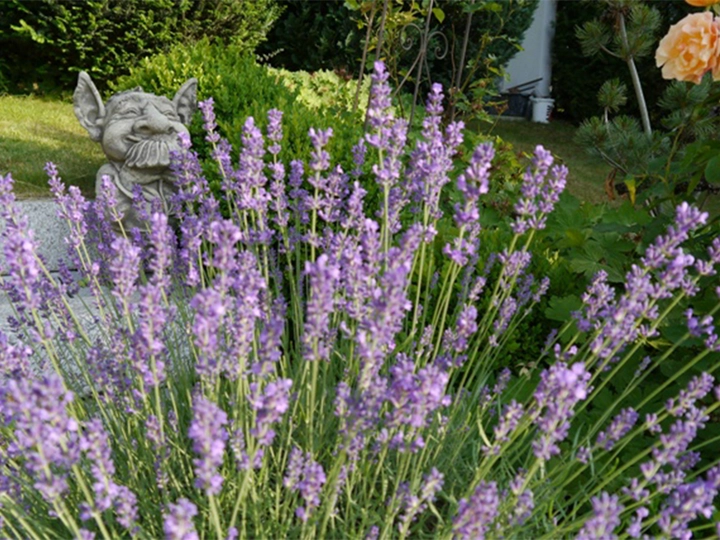 Galerie-Bild 2: René Neuhold aus Tulln an der Donau von Neuhold, Rene, Gartenbau