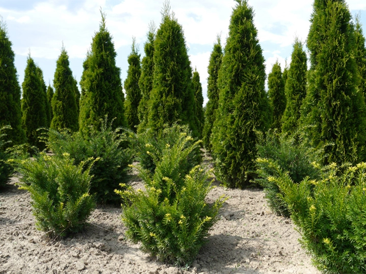 Galerie-Bild 3: René Neuhold aus Tulln an der Donau von Neuhold, Rene, Gartenbau
