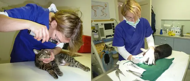 Galerie-Bild 3: Tierarztpraxis Hotwagner von Hotwagner, Karin, Dr., Tierarzt