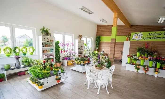 Galerie-Bild 1: Melanie`s Gänseblümchen aus Grafenschlag von Melanie`s Gänseblümchen, Blumen