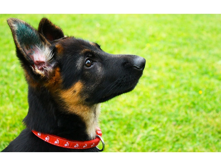 Galerie-Bild 1: Hundepension Pertl aus Kemeten von Hundepension Pertl