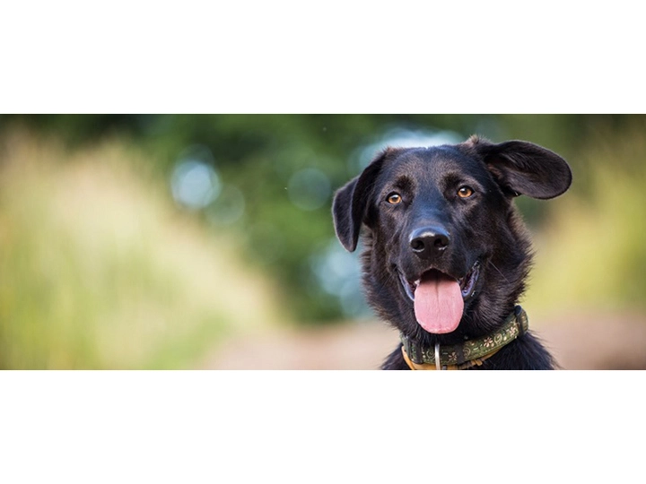 Galerie-Bild 3: Hundepension Pertl aus Kemeten von Hundepension Pertl
