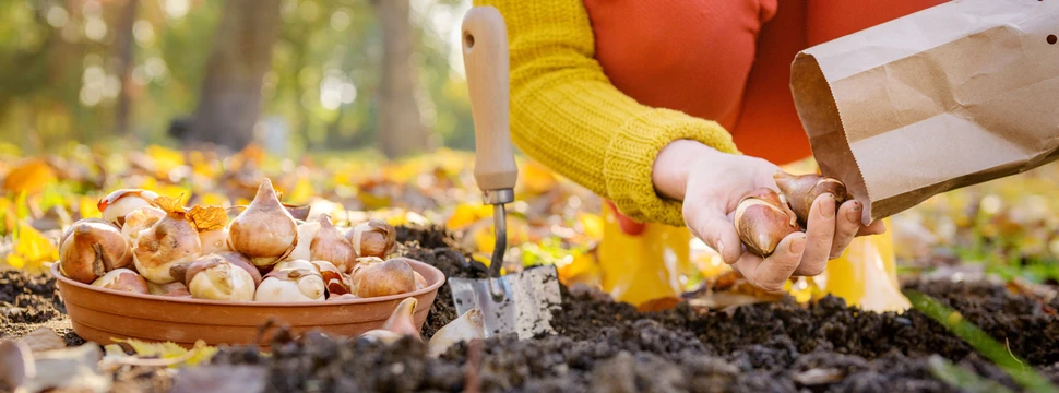 Frau die Tulpenzwiebeln aus einer Papiertüte nimmt, um sie im Herbst einzupflanzen