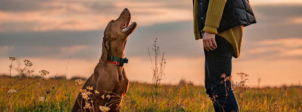Brauner Hund sitzt aufmerksam im hohen Gras bei Sonnenuntergang und schaut zu seinem Besitzer auf, der eine gelbe Strickjacke und schwarze Hose trägt. Stimmungsvolle Outdoor-Szene mit warmen Lichttönen.